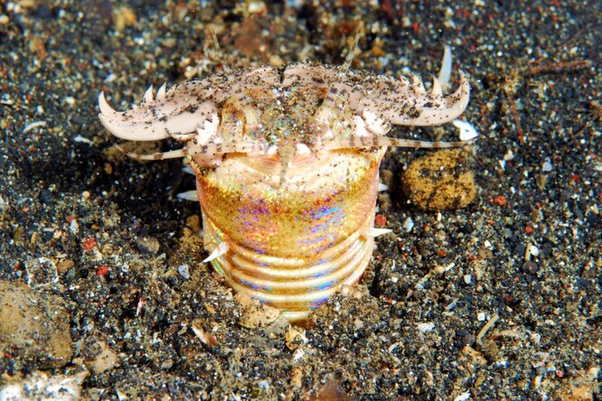 Монстр из глубин моря: червь, который не ест целый год