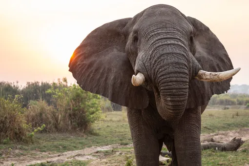 Правда ли, что слоны гораздо умнее остальных млекопитающих?