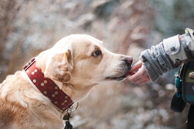 8 важных правил для спокойной жизни с собакой
