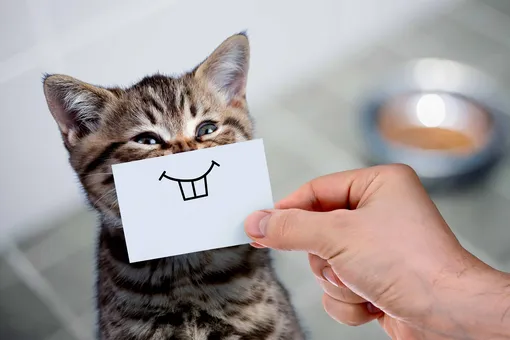 Почему ваша кошка делает «кусь», и можно ли это игнорировать