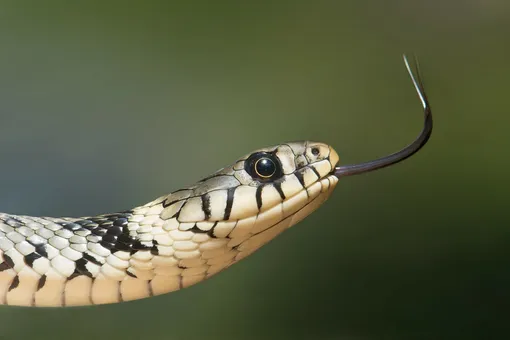 Действительно ли яд можно высосать, если человека укусила змея?