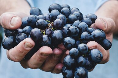Что полезнее — вино или виноградный сок?
