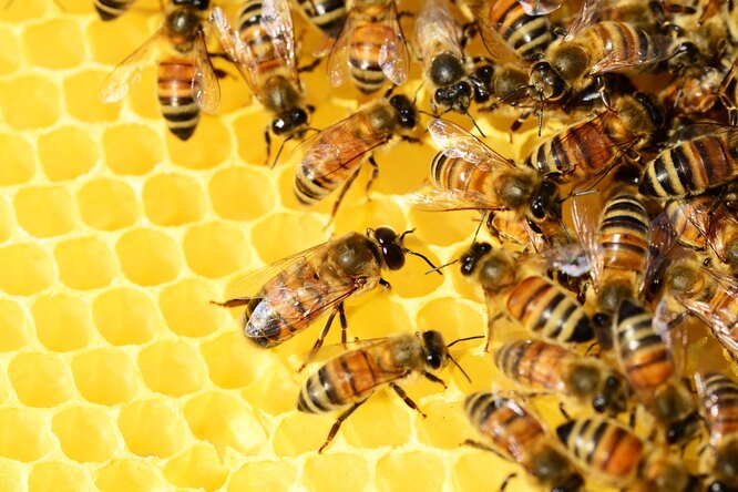 Ученые выяснили, почему пчелы нервничают