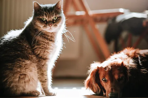 Почему кошки умываются, а собаки — нет