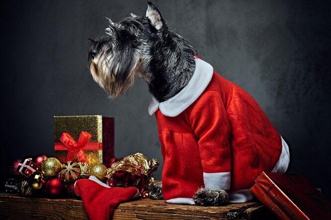 Что будет лучшим подарком для собаки на Новый год: 5 идей-сюрпризов для вашего питомца