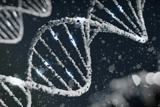 Ученые наконец-то выяснили, почему у людей пропал хвост: генетическая мутация дала нам суперспособность