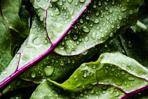 Как полстакана салата может спасти жизнь: что будет с организмом, если каждый день есть зелень?