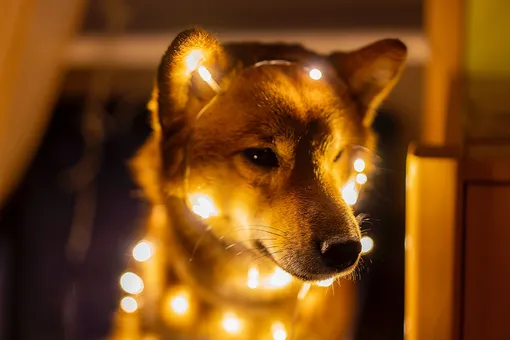 Собака – не лучший компаньон для празднования Нового года