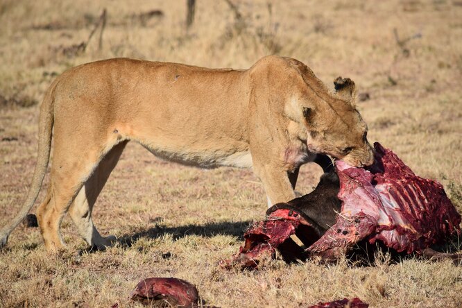 Львиная диета для настоящих мужиков: что будет, если целый месяц питаться только мясом