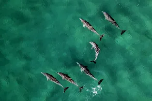 Могут ли дельфины на самом деле толкать тонущих людей к берегу?