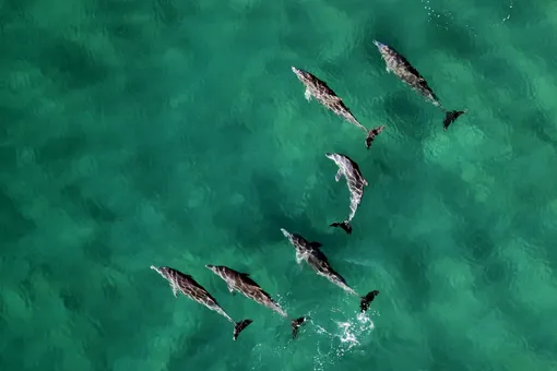 Могут ли дельфины на самом деле толкать тонущих людей к берегу?