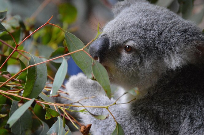 Из-за выбросов углекислого газа эвкалипт стал менее питательным для коал.