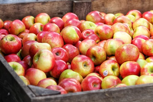 Красные, зеленые и желтые яблоки — чем отличаются?