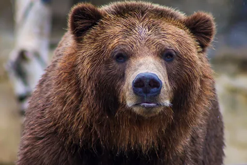 Россиянин встретил в лесу медведей и истошно закричал: страшное видео с неожиданным концом попало в сеть 