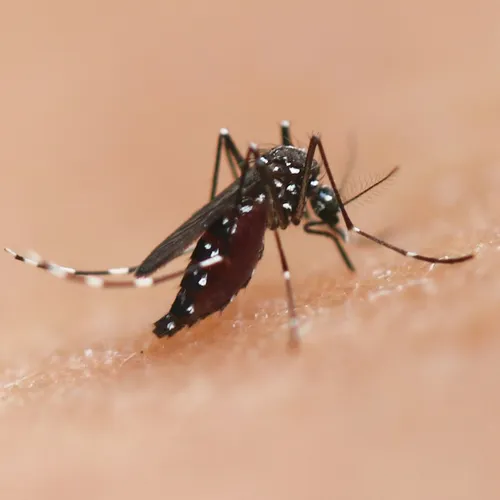 Какие смертельные вирусы и болезни переносят обычные комары?