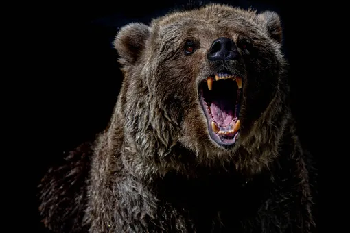 Мужчина неделю отстреливался от медведя гризли на Аляске — его спасли с двумя патронами в запасе