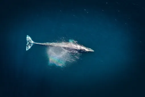 Умеют ли чихать киты?