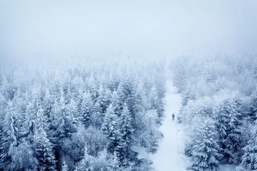 Как зимой сориентироваться в лесу, если вы заблудились?