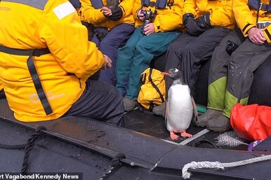 Как пингвин стал героем дня: удивительное спасение от голодных косаток