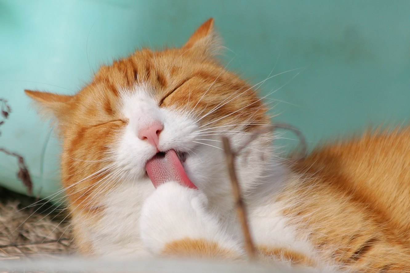 Уход за кошками: советы для красоты и здоровья ваших питомцев - сайт для любителей кошек