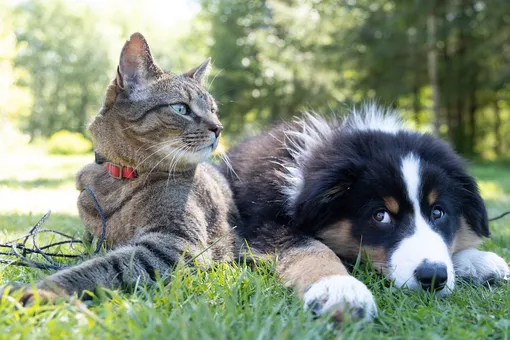Собакам и кошкам нужна трава
