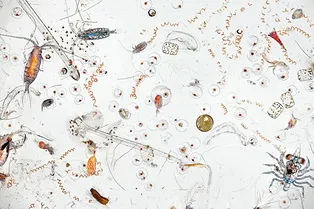 Что находится внутри капли морской воды: удивительная макросъемка