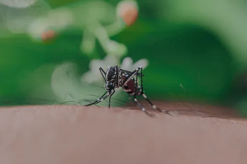 Аллерголог объяснил, укусы каких насекомых на даче самые опасные