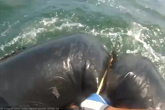 Армия США распутывала детеныша кита в течении трёх дней