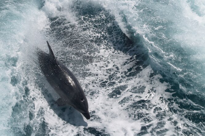 В Атлантическом океане из-за женских стрингов погиб дельфин