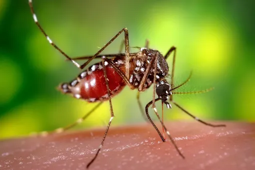 Почему человечество не избавится от комаров?