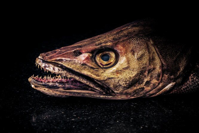 На берег Тихого океана выбросило рыбу-монстра