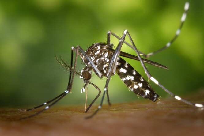 В Роспотребнадзоре предупредили о появлении комаров-переносчиков лихорадки Западного Нила