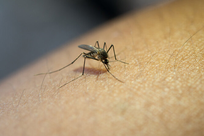 Как по укусу комара узнать, что у вас будет рак через 10 лет?