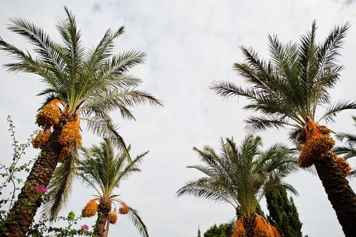6 самых вредных мифов о пальмовом масле
