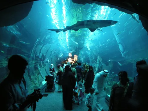 Океанариум занимает первые два этажа торгового центра Dubai Mall, зоопарк находится над ним.