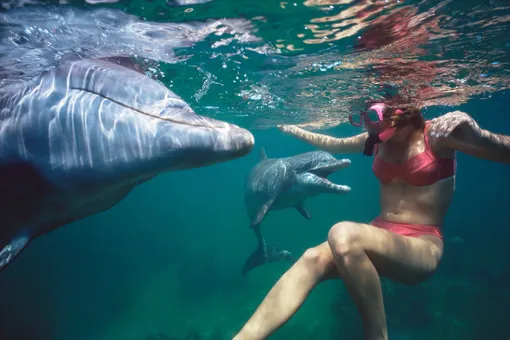 Как себя вести, если вы, будучи в море, увидели дельфина?