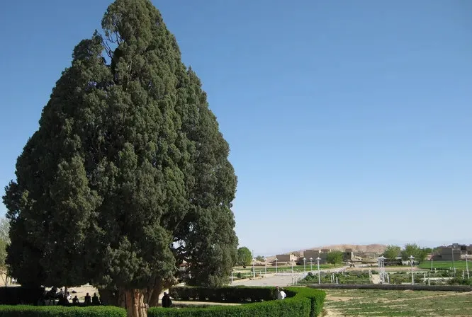 Старейшее дерево в Азии средиземноморский кипарис Sarv-e-Abarkooh, растущий в Абаркухе, Иран. Приблизительные оценки продолжительности его жизни составляют около 4000 лет, что делает его самым старым существом на территории Азии. Высота дерева достигает 25 метров, а диаметр 18 метров