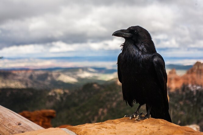 Почему не стоит дразнить ворон: птицы могут запомнить и отомстить