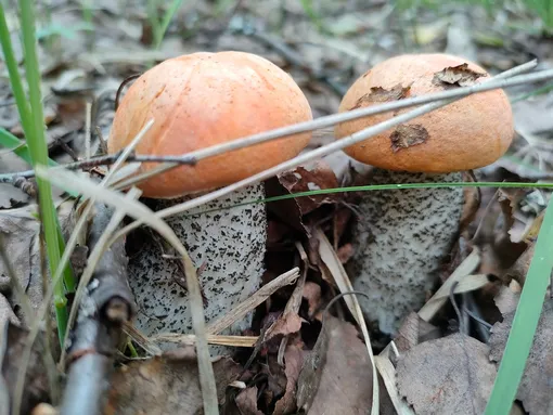 Грибы в лесу