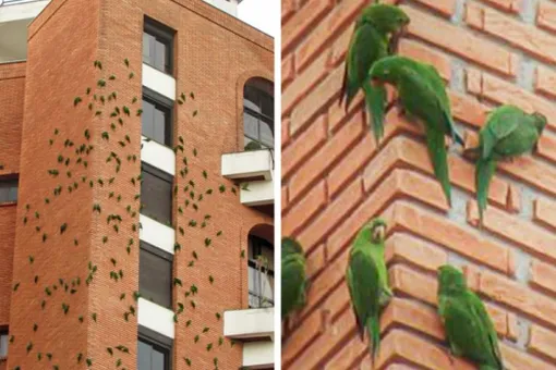 Зачем попугаи поедают кирпичные здания?