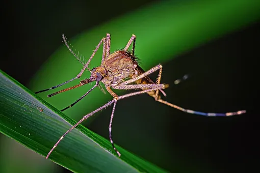Каких людей комары кусают чаще всего?