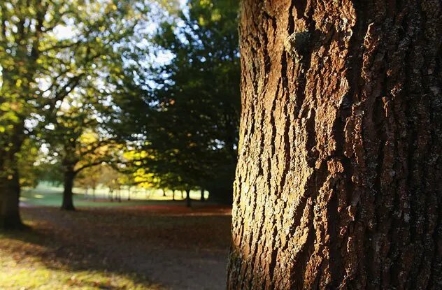 «Спят» ли деревья после активного фотосинтеза днём? Финские учёные уверены в том, что да. Используя инфракрасное излучение, чтобы изучать берёзы, они обнаружили закономерность   по ночам листья и ветки опускались, а перед рассветом поднимались назад. Судя по всему, это был собственный цикл деревьев, а не «рефлексы» под воздействием солнечных лучей.  