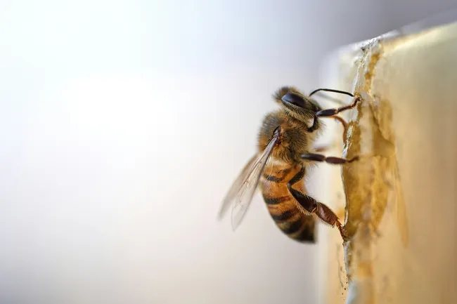 Девочка пожаловалась маме на монстров в спальне: в ее стене обнаружили 50 тысяч пчел