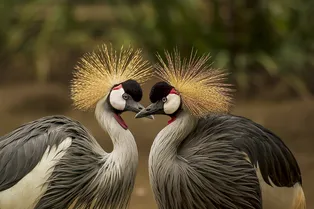 10 удивительных нелетающих птиц, которые встречаются в дикой природе