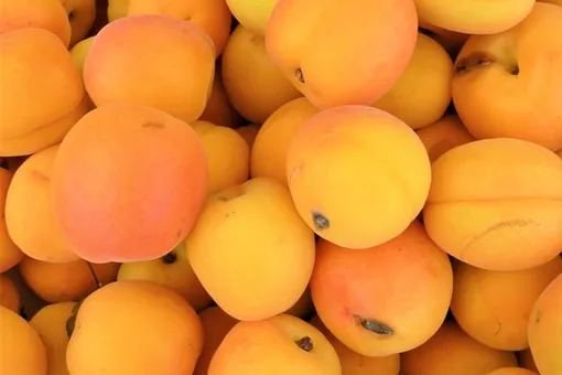 Чем опасны ранние абрикосы: агроном рассказала, стоит ли покупать фрукты в июне