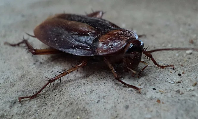 Тараканы. Одни из самых нелюбимых жуков в мире. Широко распространено мнение, что тараканы могли бы легко пережить ядерный катаклизм (хотя вряд ли бы справились с ядерной зимой) из-за их устойчивости к радиации. А в мозгу некоторых видов содержатся мощные антибиотики, способные одолеть вредоносные для человека бактерии.