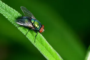 Какой будет жизнь на Земле без насекомых?