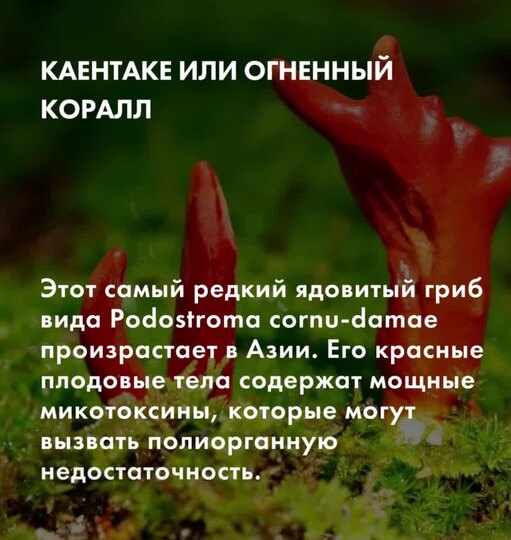 Нажми и смотри