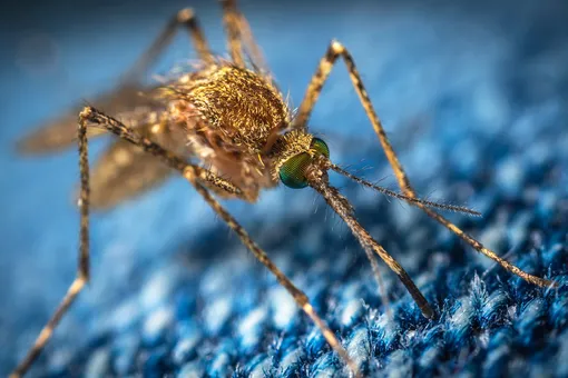 Как комары охотятся на человека и есть ли надежная защита от них?