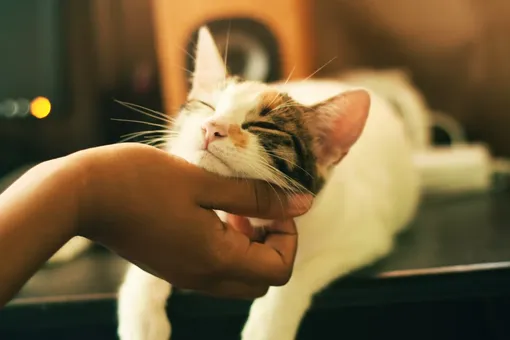 Кот писает мимо лотка: когда нужно бежать к ветеринару